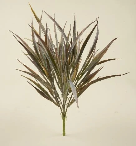 Eucalyptus Bunch x7